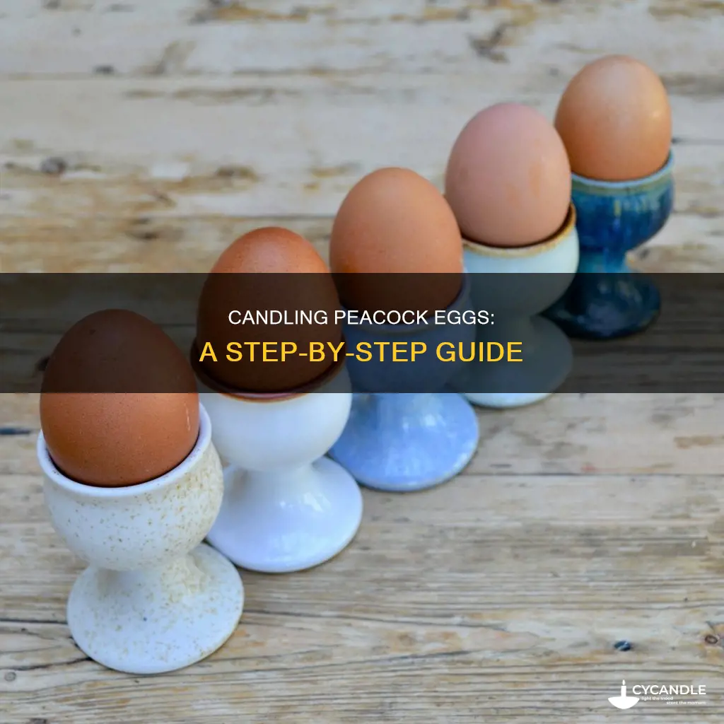 how to candle peacock eggs