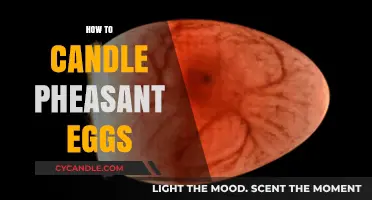 Candling Pheasant Eggs: A Step-by-Step Guide