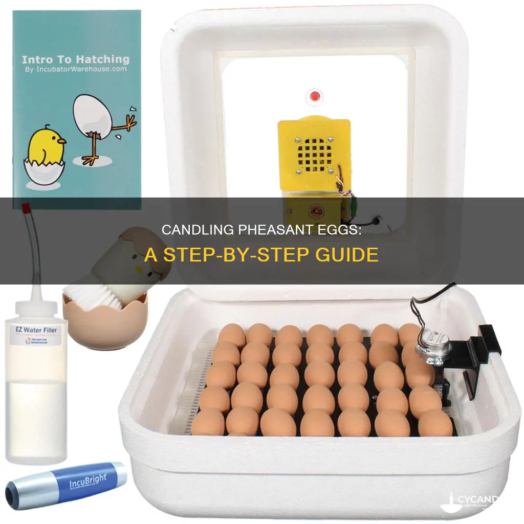 how to candle pheasant eggs