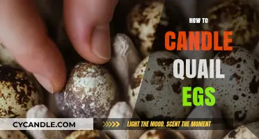 Candling Quail Eggs: A Step-by-Step Guide