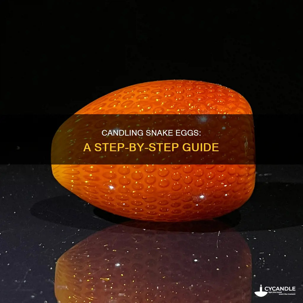 how to candle snake eggs