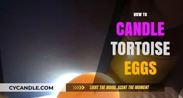 Candling Tortoise Eggs: A Step-by-Step Guide