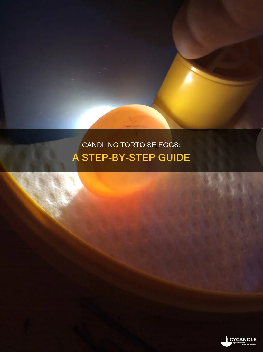 how to candle tortoise eggs