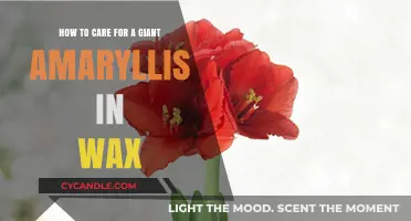 Nurturing the Wax Amaryllis: A Guide to Optimal Care