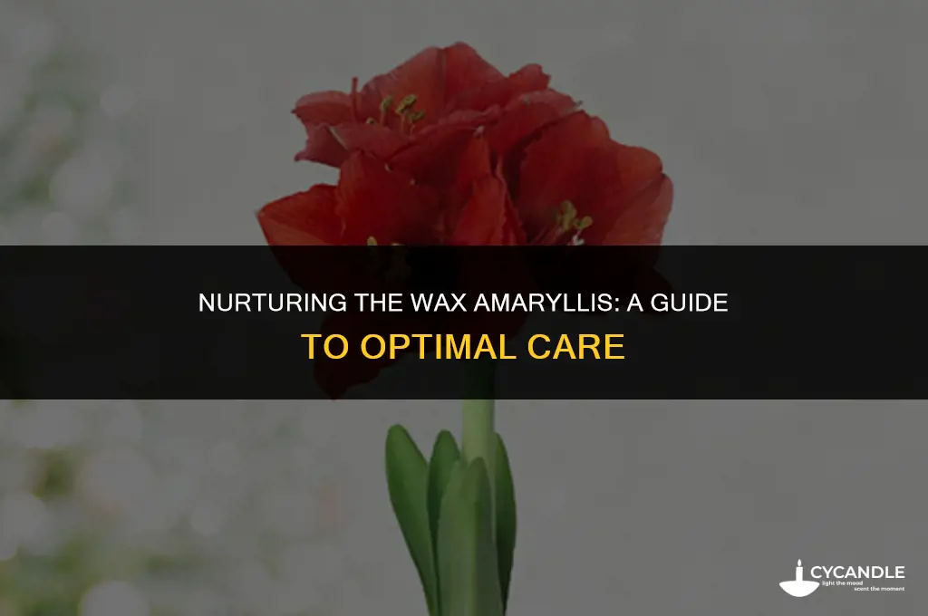how to care for a giant amaryllis in wax