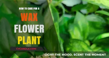Nurturing Beauty: A Comprehensive Guide to Wax Flower Plant Care