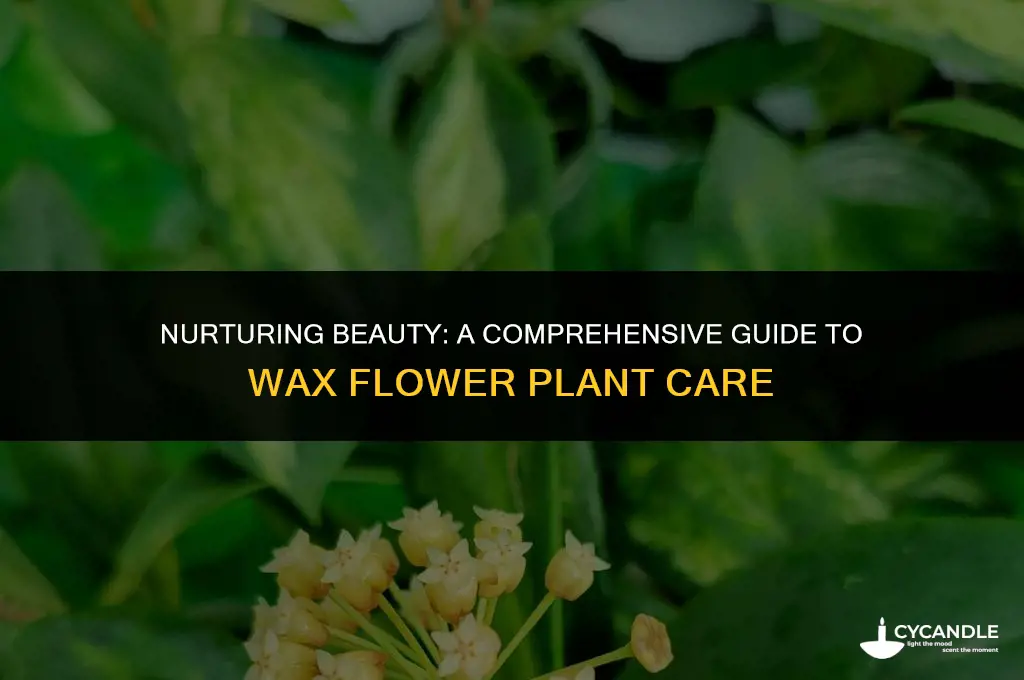 how to care for a wax flower plant