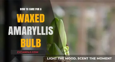 Nurturing Beauty: A Guide to Caring for Your Waxed Amaryllis Bulb