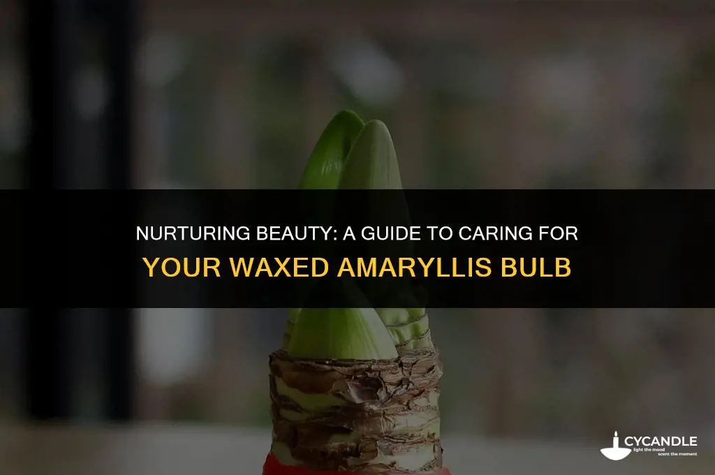 how to care for a waxed amaryllis bulb