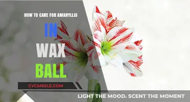 Nurturing Amaryllis in Wax: A Step-by-Step Guide