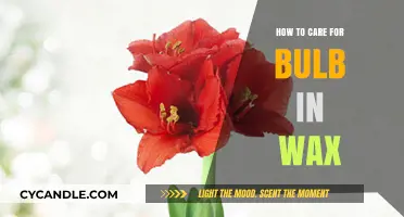 Nurturing Bulbs in Wax: A Comprehensive Care Guide