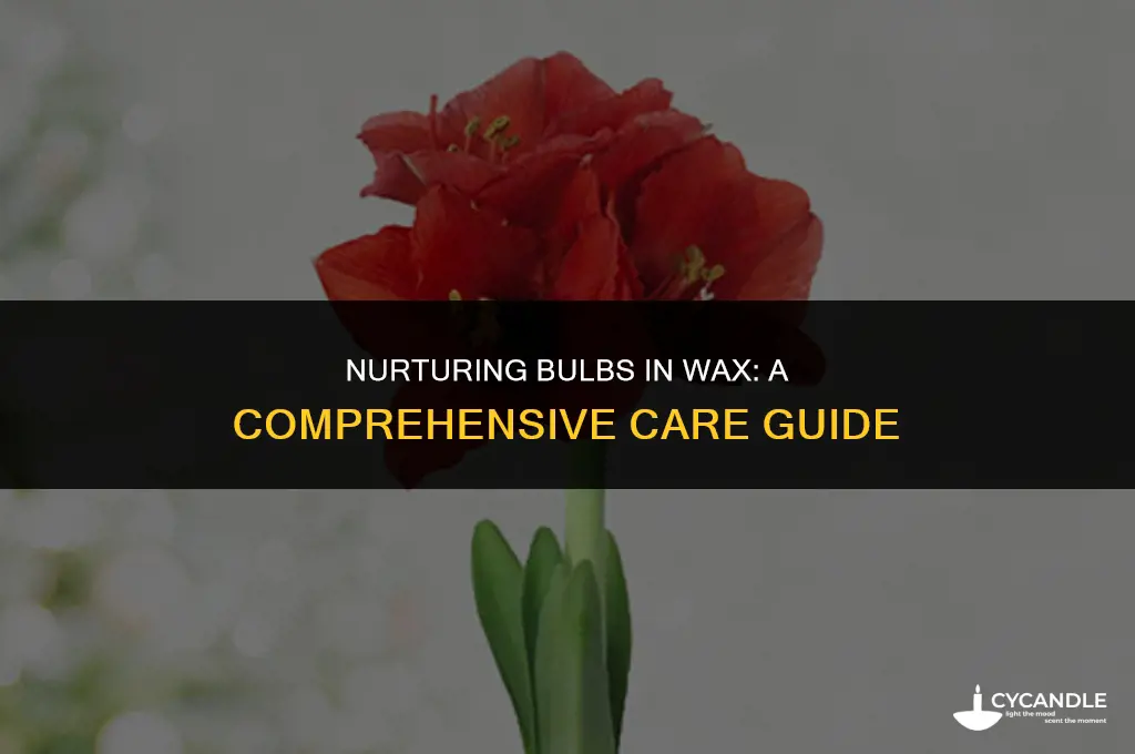 how to care for bulb in wax