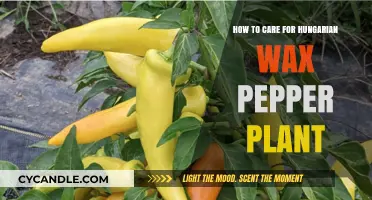 Essential Tips for Cultivating a Thriving Hungarian Wax Pepper Plant