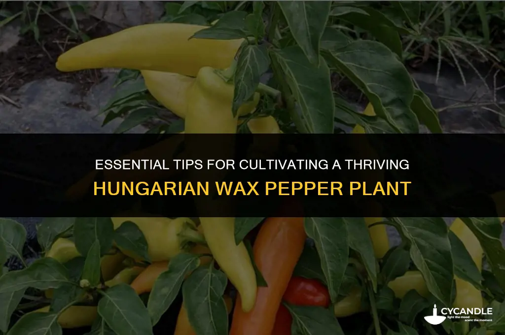 how to care for hungarian wax pepper plant