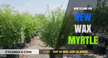 Nurturing Your New Wax Myrtle: A Comprehensive Care Guide