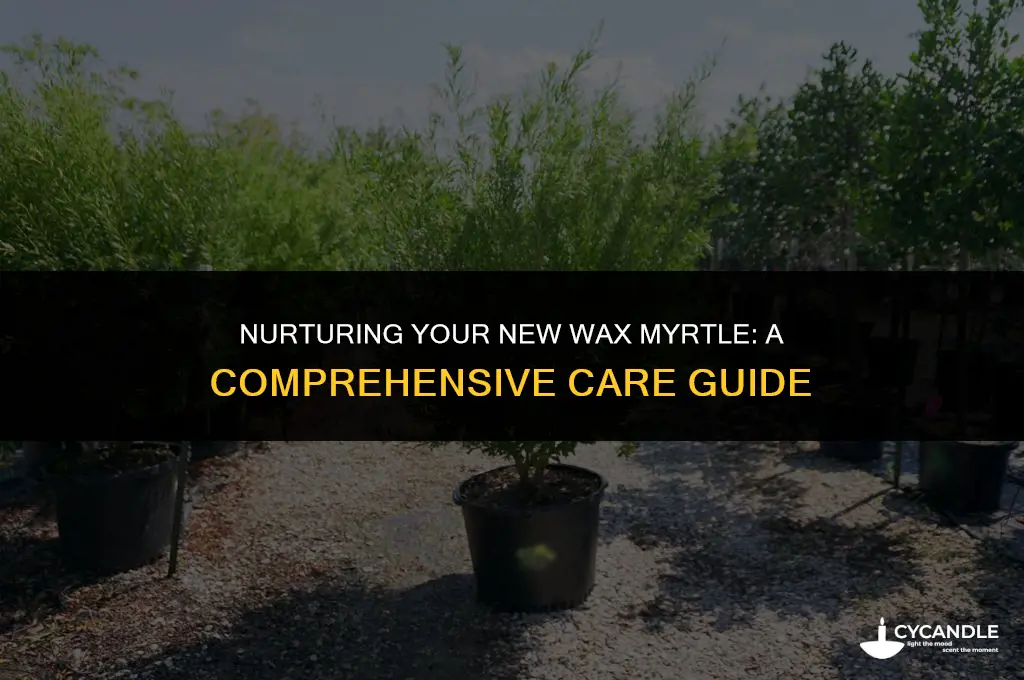 how to care for new wax myrtle