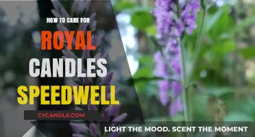 The Care Guide for Royal Candles Speedwell