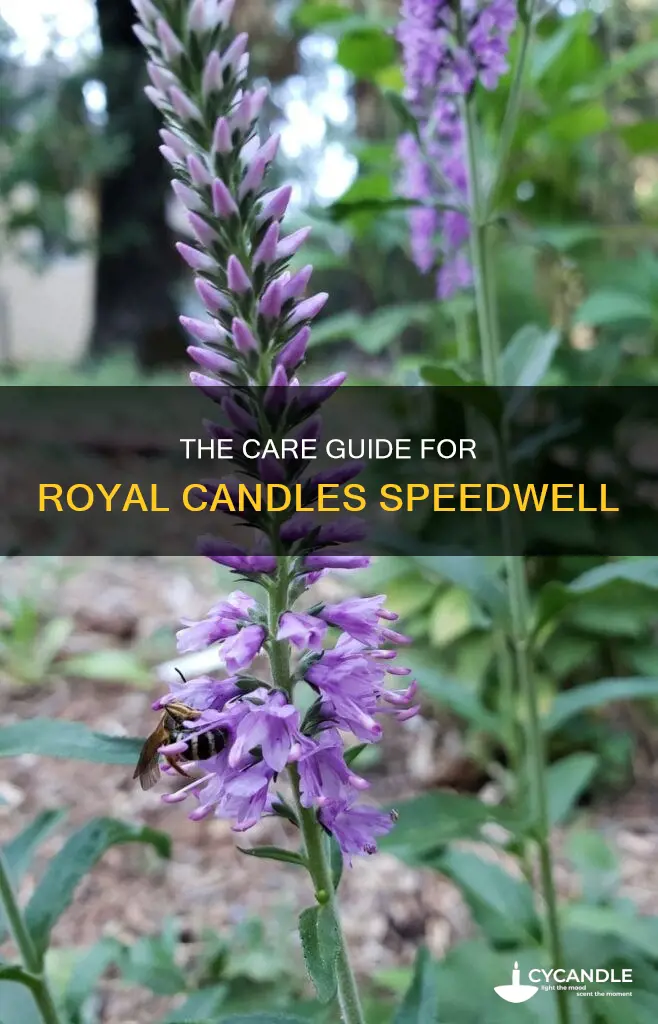 how to care for royal candles speedwell