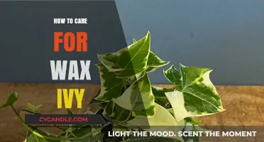 Nurturing Wax Ivy: A Comprehensive Guide to Optimal Care