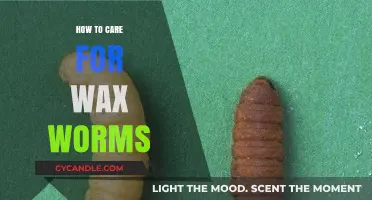 Wax Worm Wonders: A Comprehensive Guide to Their Care