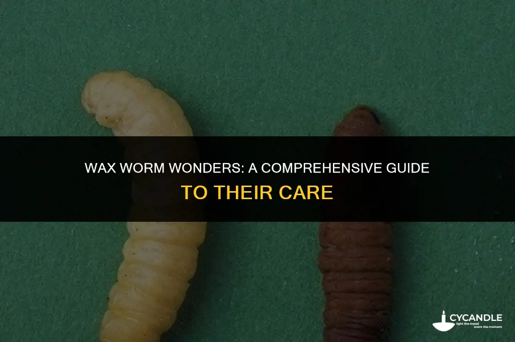 how to care for wax worms