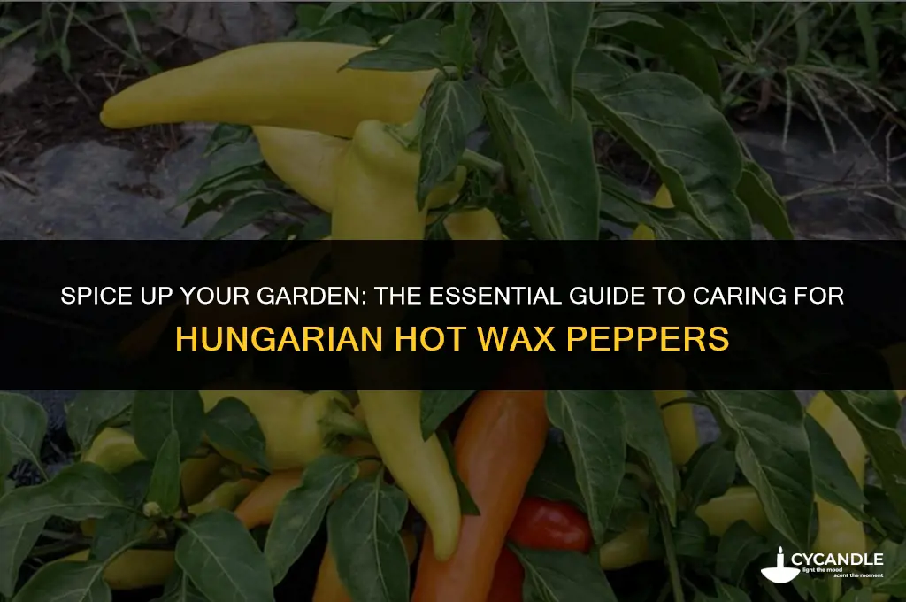 how to care forhungarian hot wax pepper