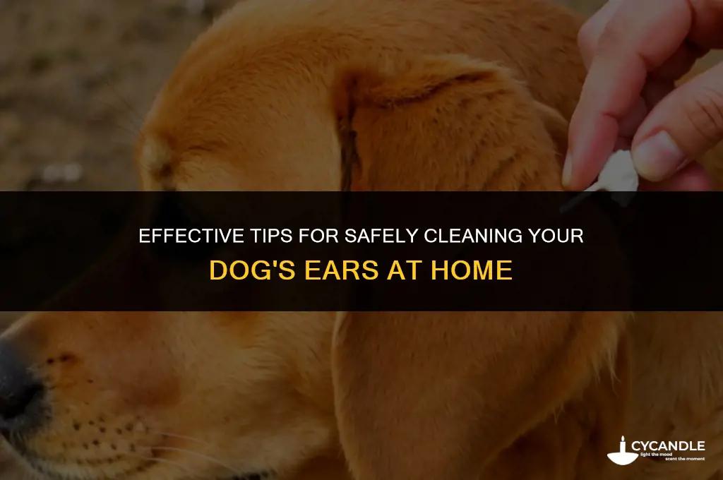how to clean ear wax dog