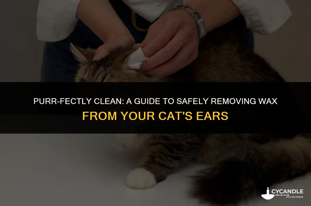 how to clean wax from cats ears