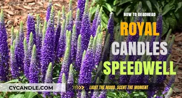 Deadheading Royal Candles Speedwell: A Step-by-Step Guide
