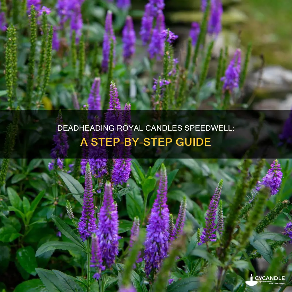 how to deadhead royal candles speedwell