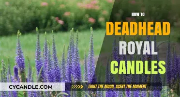 Deadheading Royal Candles: A Step-by-Step Guide