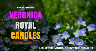 Deadheading Veronica Royal Candles: A Step-by-Step Guide
