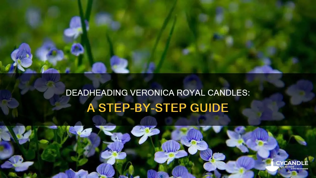 how to deadhead veronica royal candles