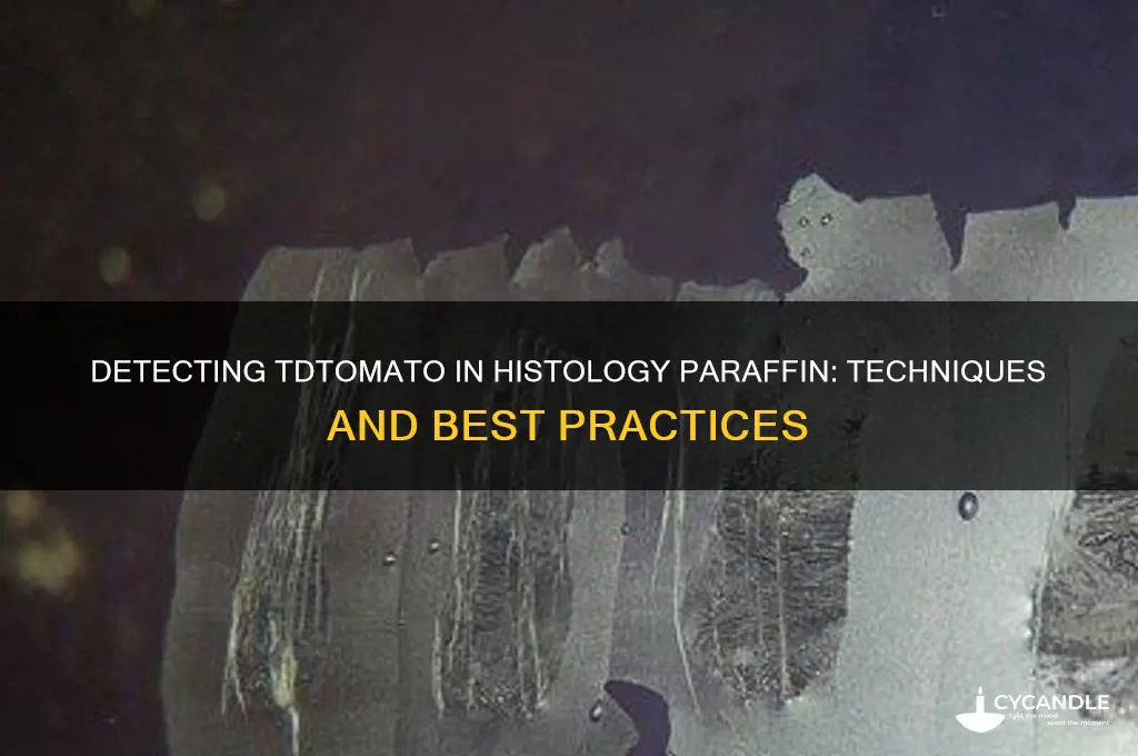 how to detect tdtomato in histology paraffin