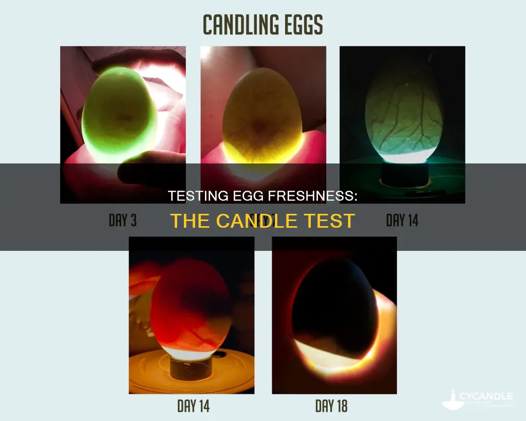 how to do a candle test on eggs