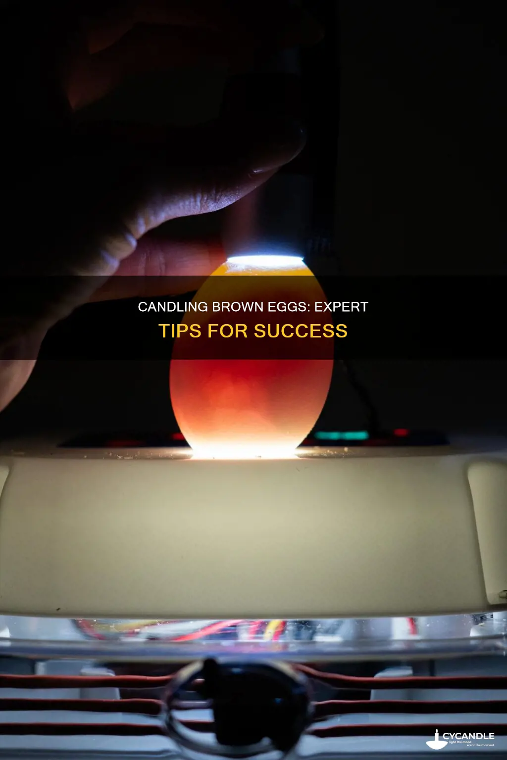 how to effectively candle brown eggs