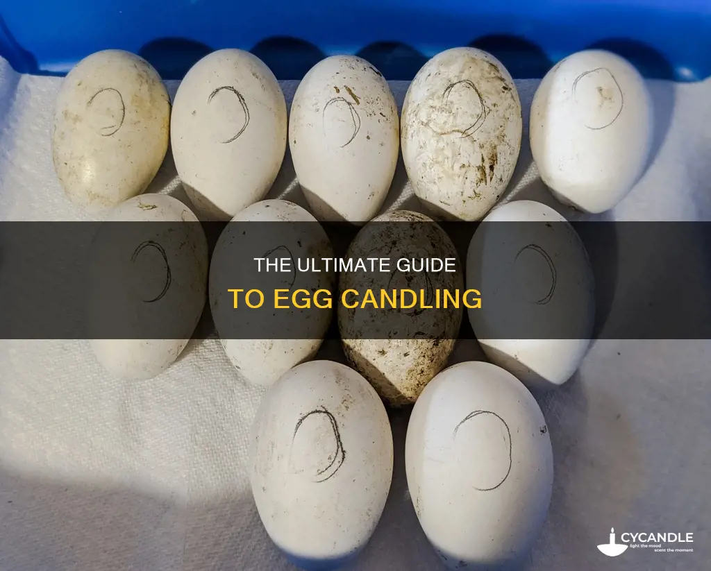 how to egg candle