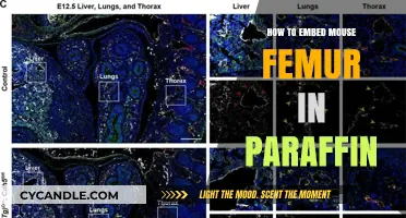 Mastering Paraffin Embedding: A Step-by-Step Guide for Mouse Femur Samples