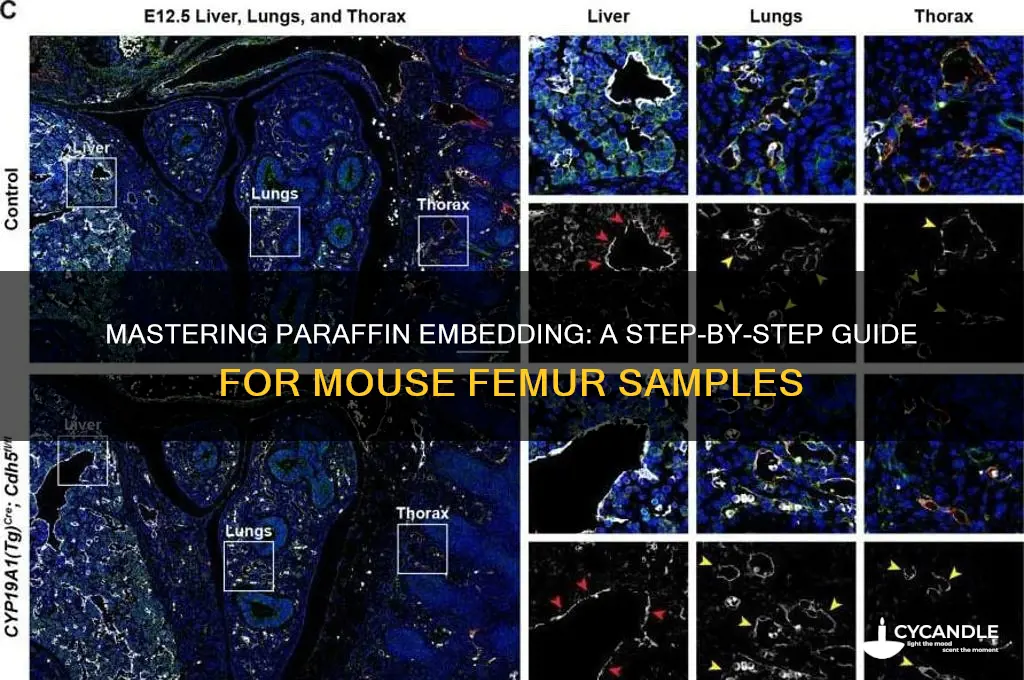 how to embed mouse femur in paraffin