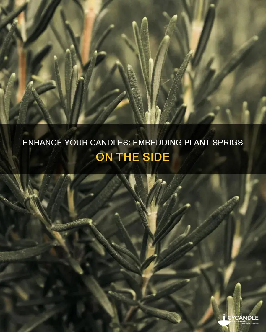 how to embed plant sprigs on the side of candles