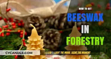 Harvesting Beeswax in Forestry: Sustainable Techniques for Beekeepers