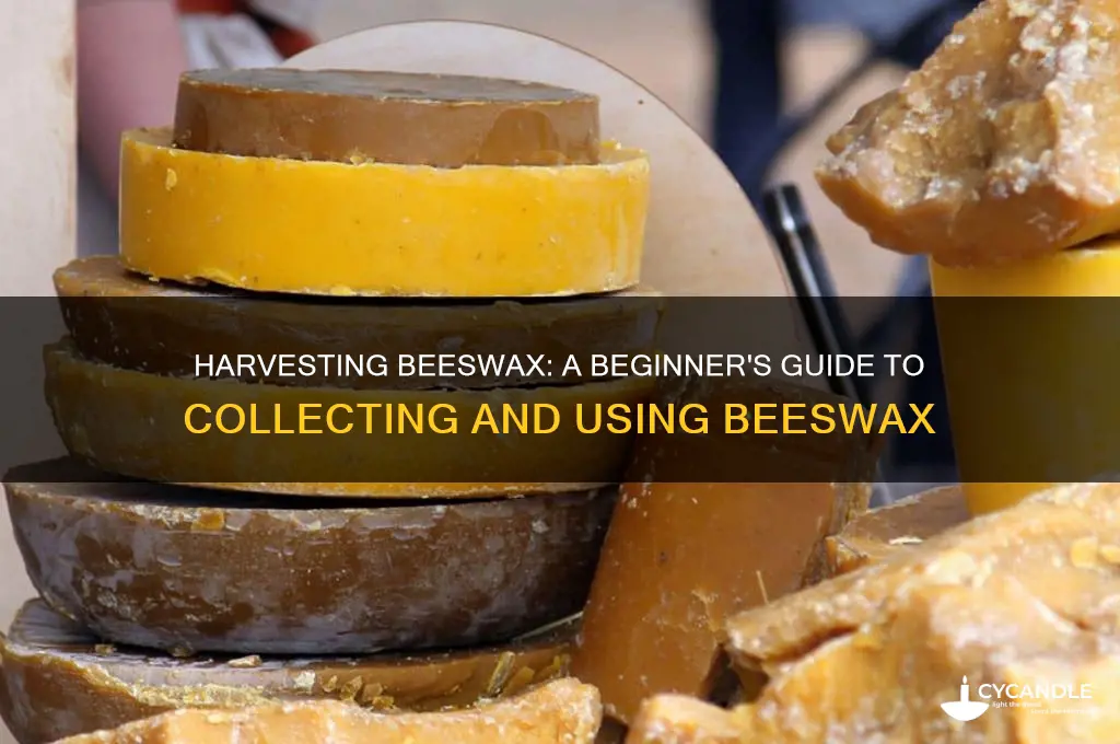 how to get beeswax