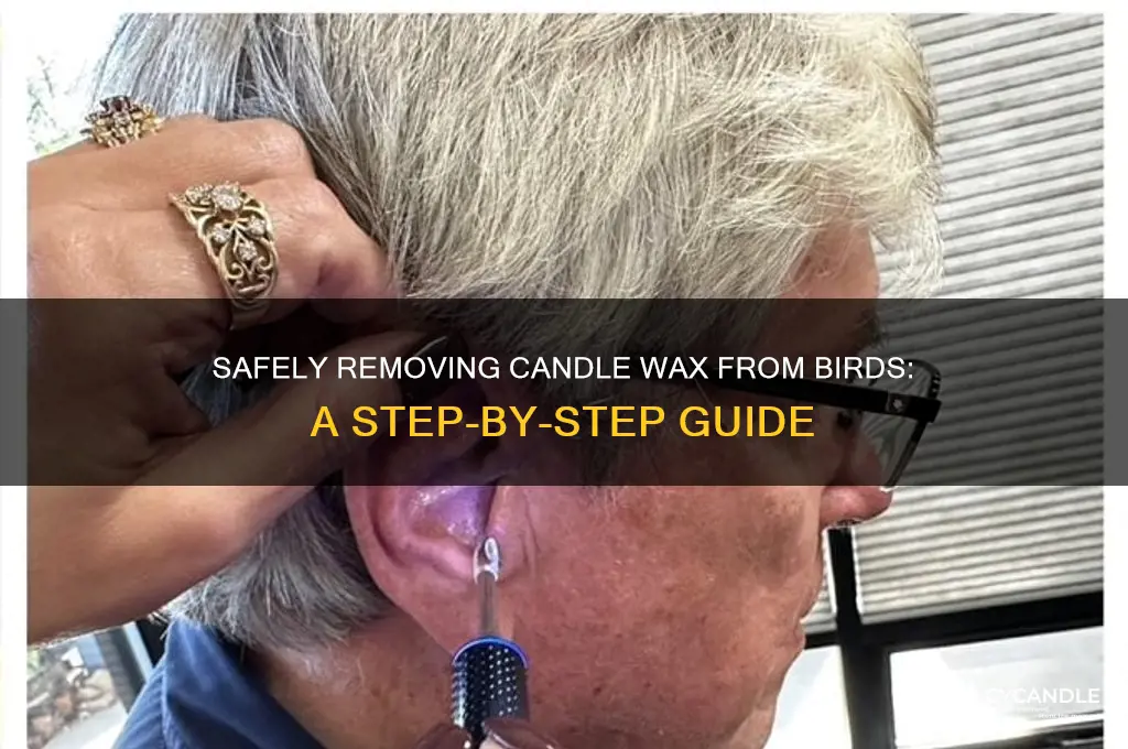 how to get candle was off of a bird