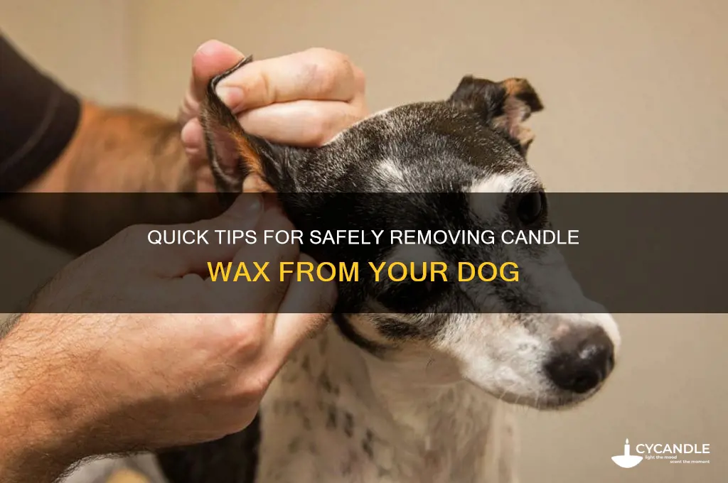 how to get candle wax off a dog