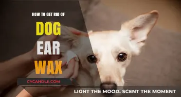 Effective Ways to Clean Your Dog's Ears and Prevent Wax Buildup