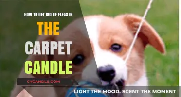 Effective Flea Removal: Carpet Candle Techniques for a Pest-Free Home