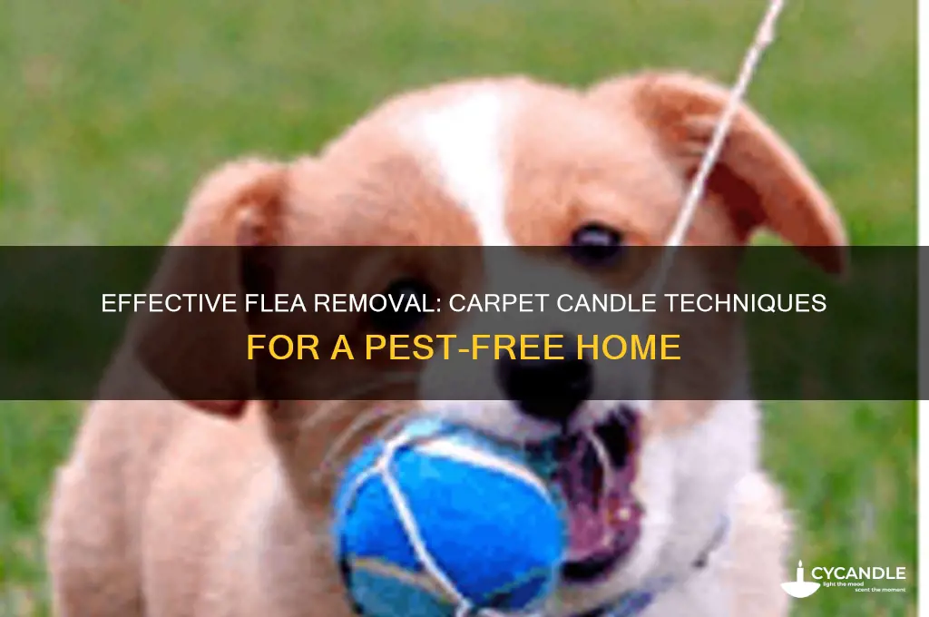 how to get rid of fleas in the carpet candle