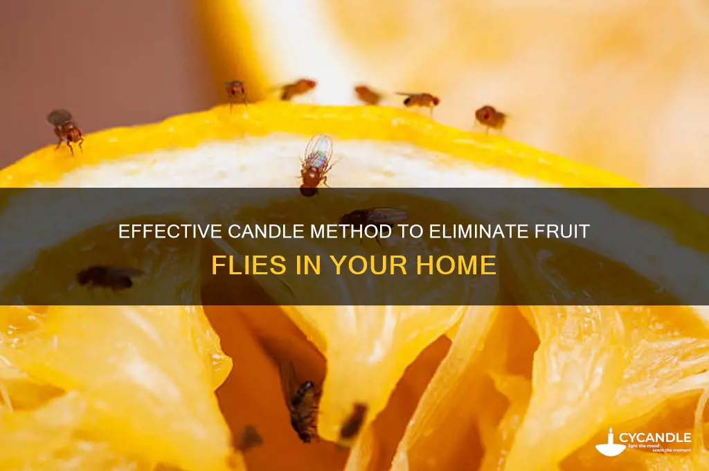 how to get rid of fruit flies candle