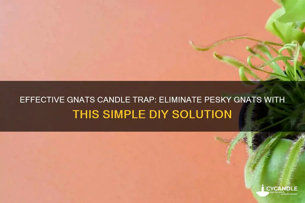 how to get rid of gnats candle trap