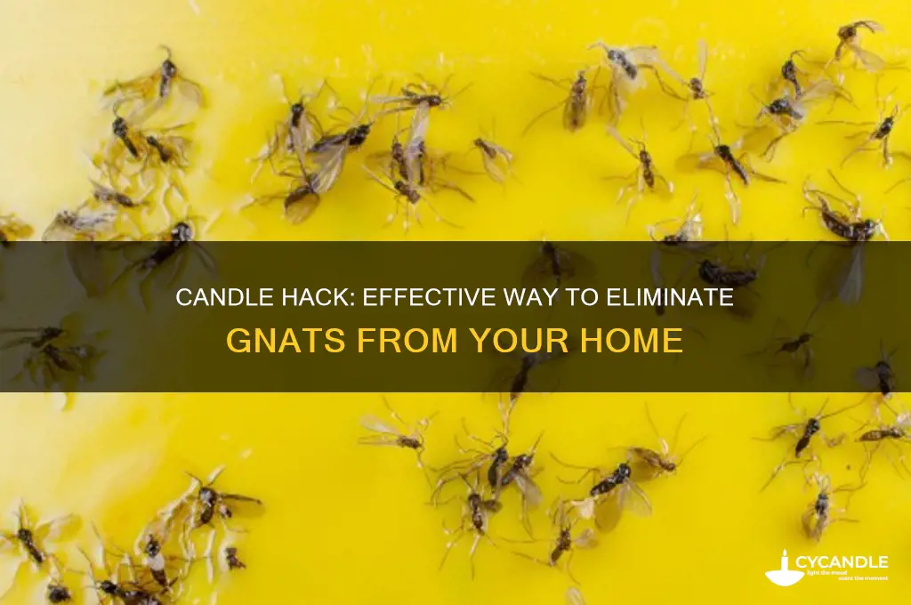 how to get rid of gnats with a candle